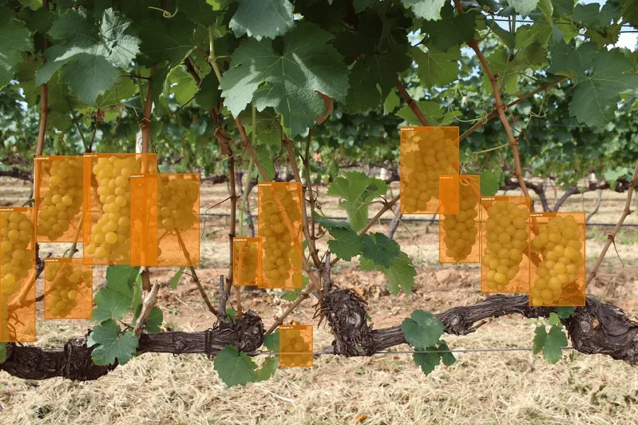 iTractor: monitoraggio della resa in vigneti e frutteti con camere stereoscopiche