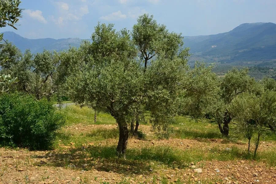 Progetto: iOlive, applicazione razionalizzata di concimi fogliari con l’app iAgro