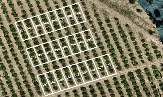 parcelle-sperimentali-agrumeto-sicilia-drone-multispettrale