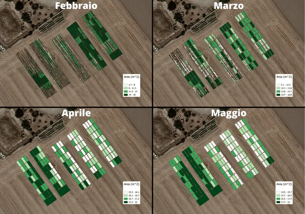 trial plot area vegetata