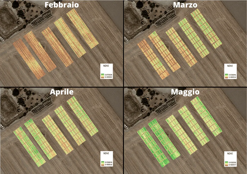 trial plot frumento NDVI