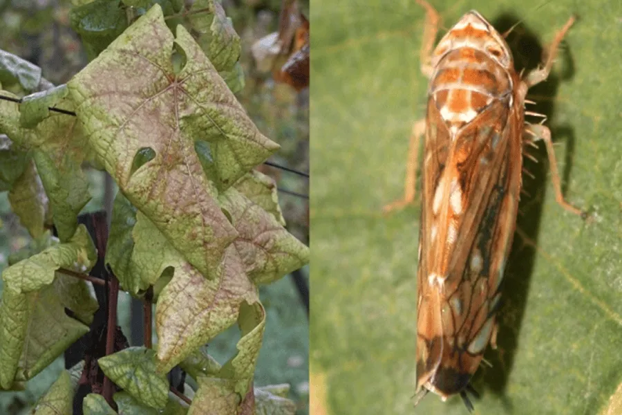 Monitoraggio della flavescenza dorata con drone