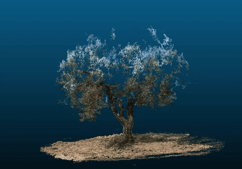 digital twin olivo